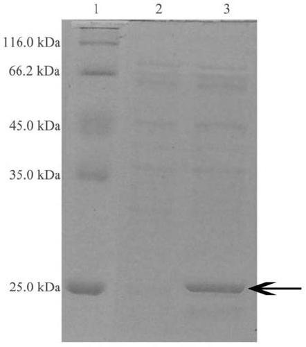 A method for producing porcine-derived adiponectin