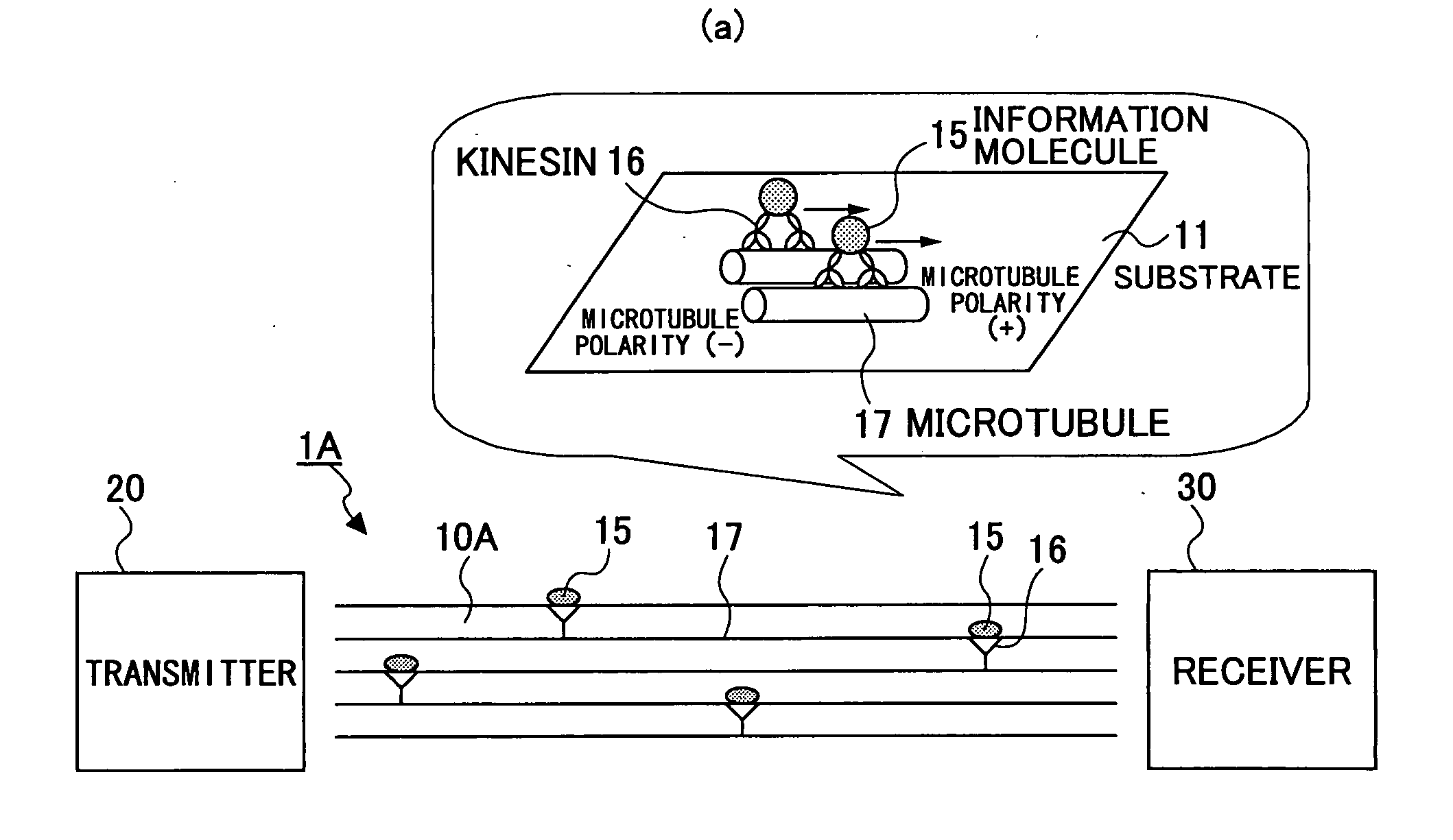 Molecular Communication System