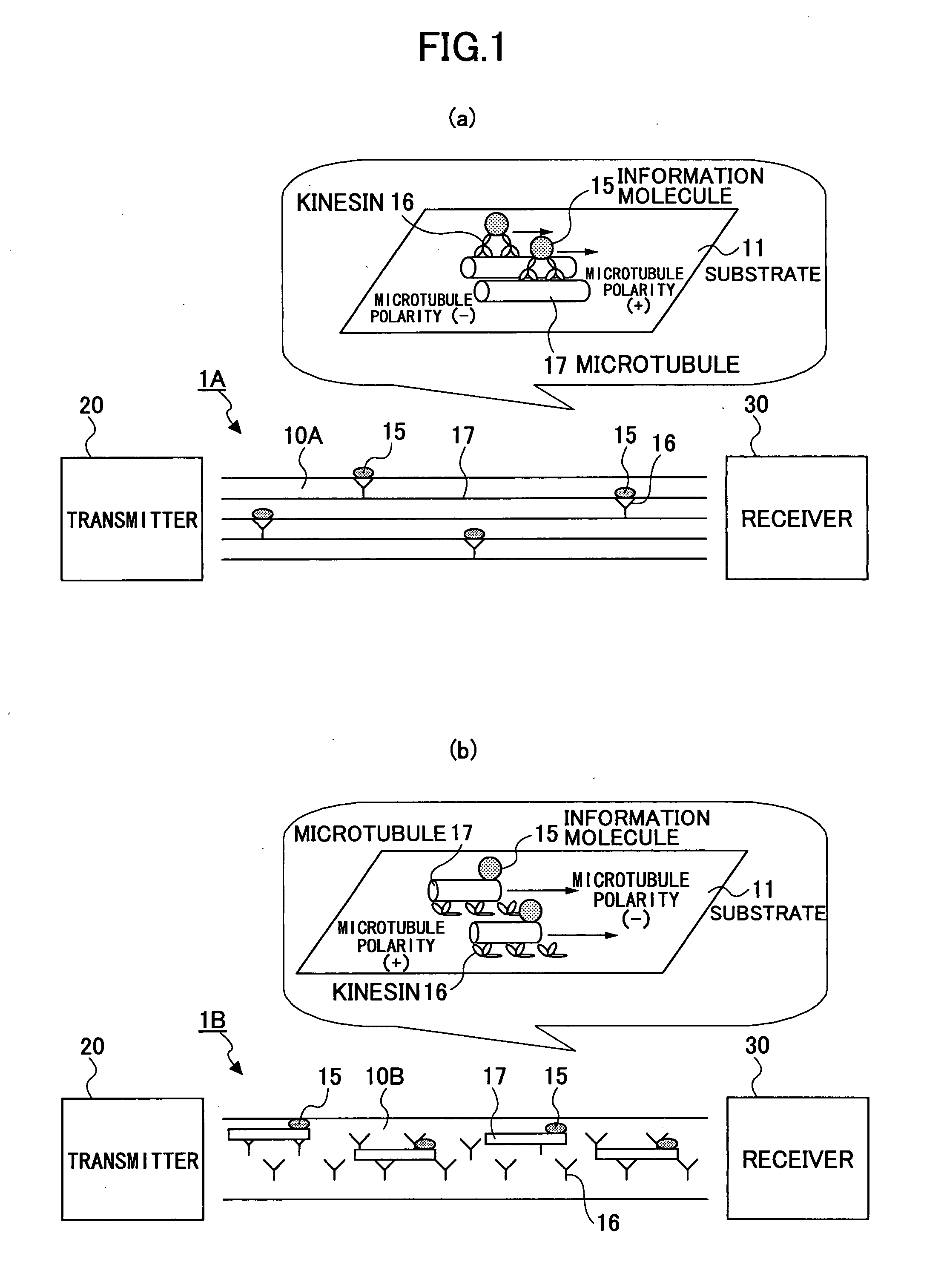 Molecular Communication System