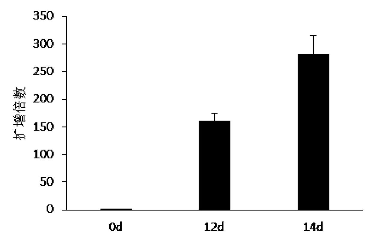 Natural killer cell culture substrate and natural killer cell expansion culture method