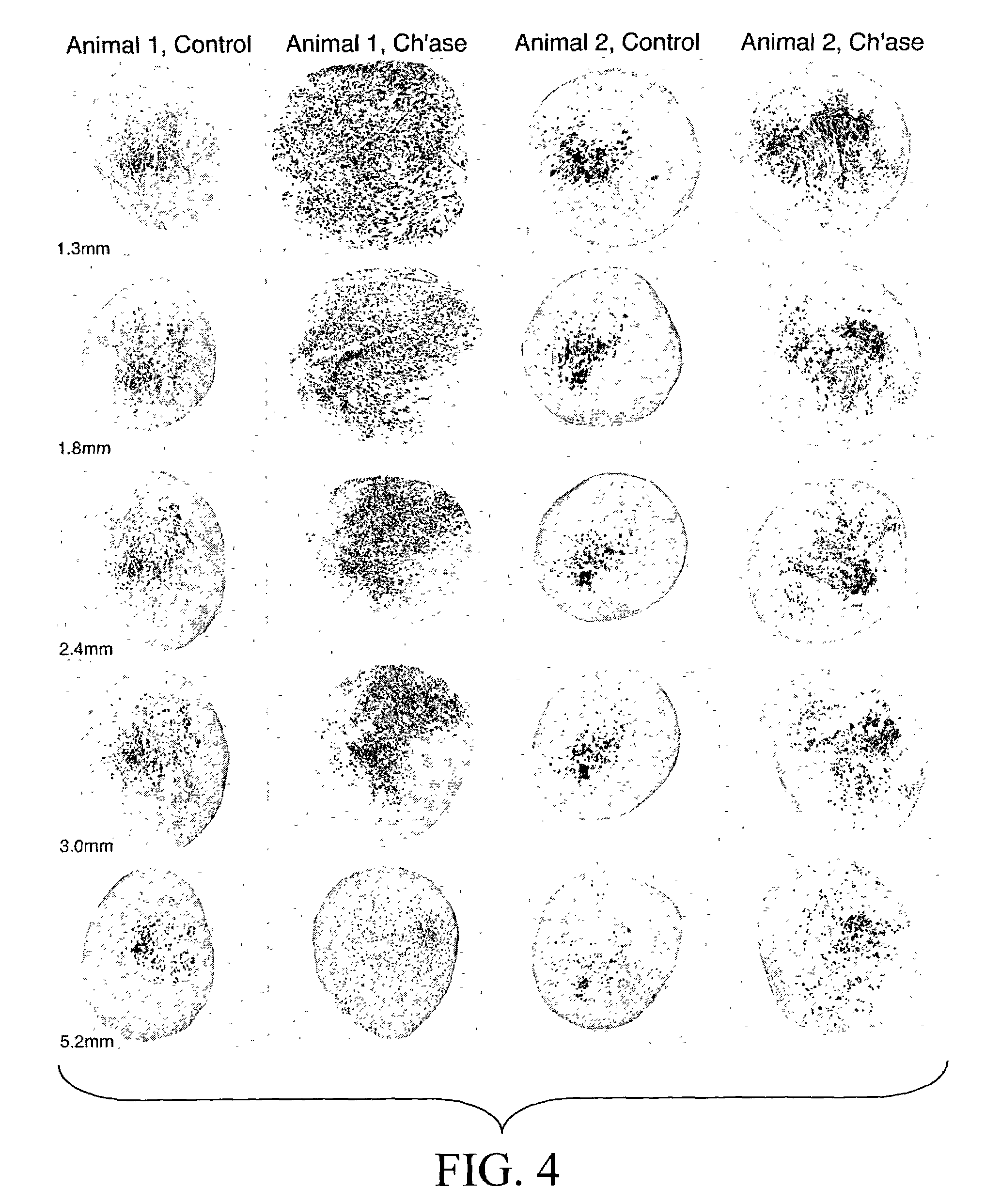 Materials and methods for nerve grafting, selection of nerve grafts, and in vitro nerve tissue culture