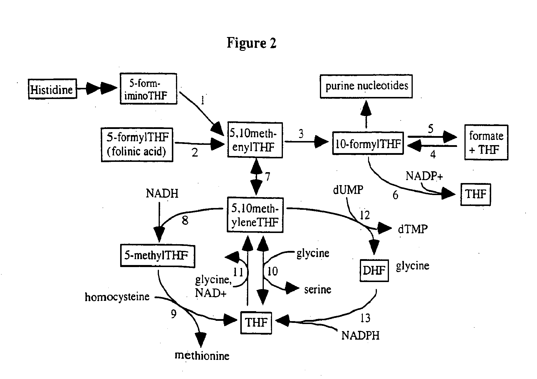 Gene sequence variances in genes related to folate metabolism having utility in determining the treatment of disease