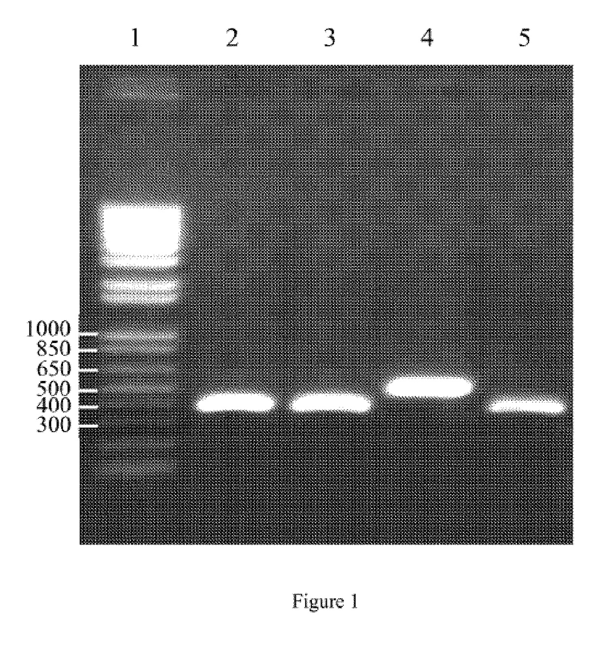 Yeast strains for the production of biomass on a substrate comprising a C5 sugar