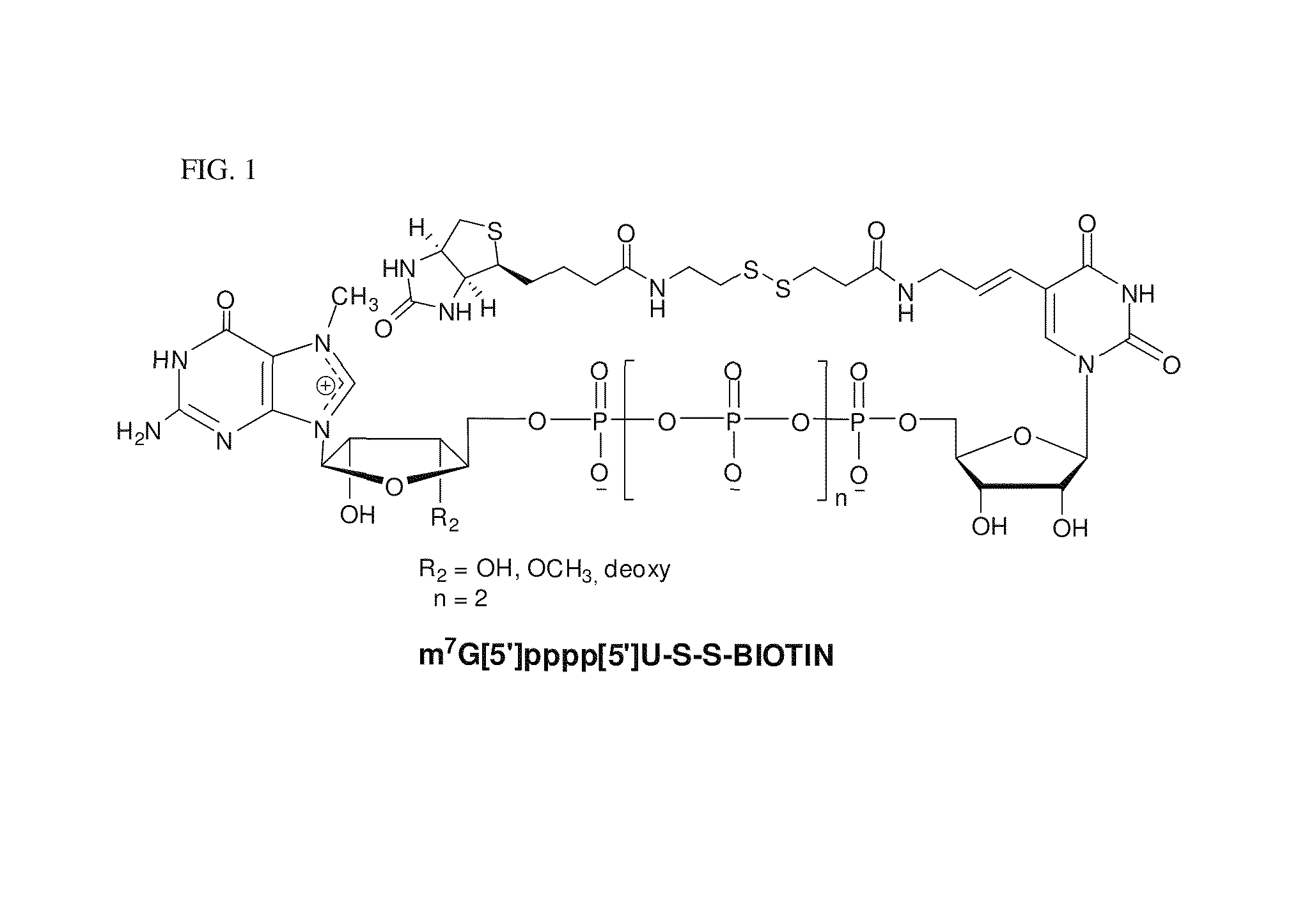 Preparation and isolation of 5′ capped mRNA