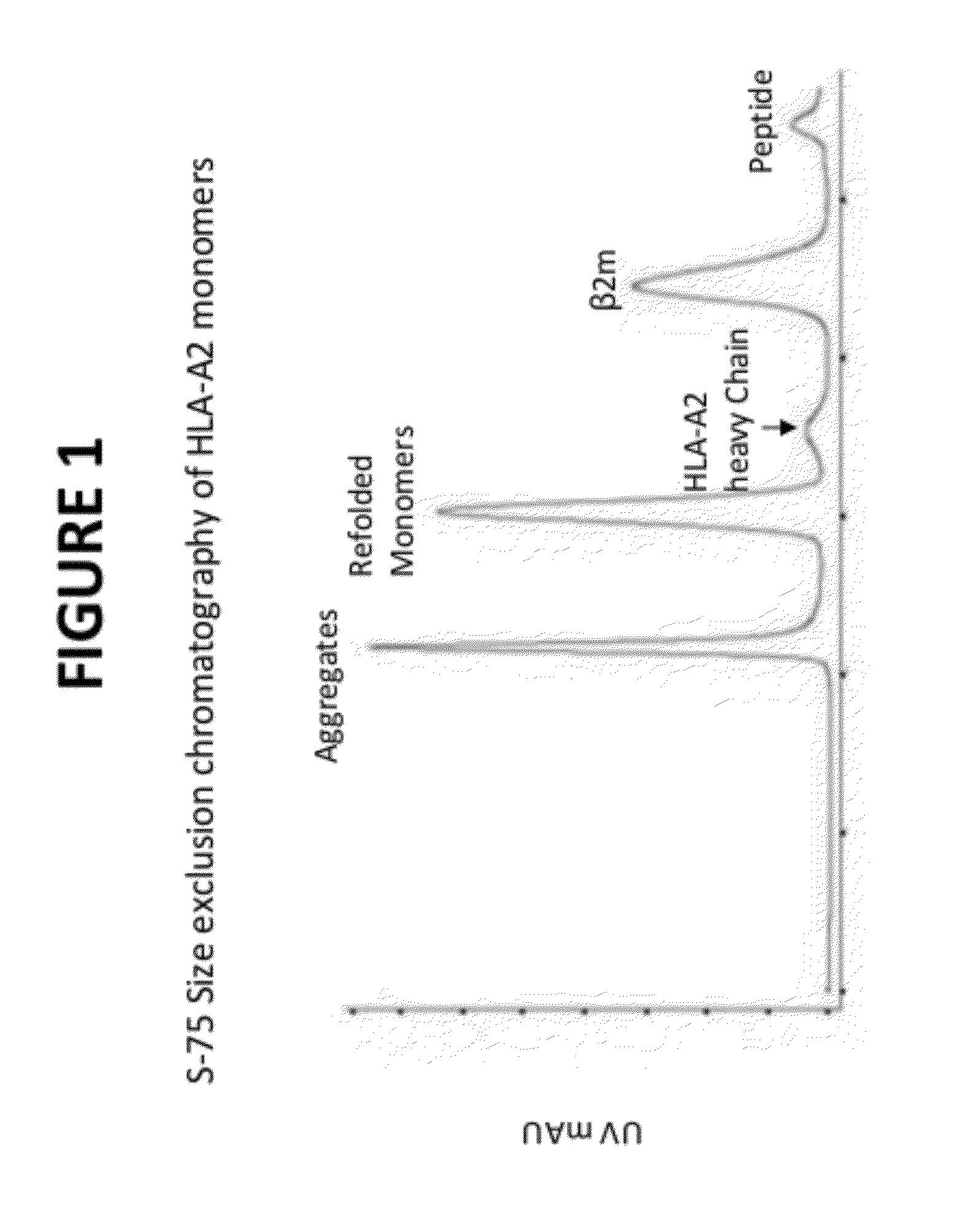 Antibodies as t cell receptor mimics, methods of production and uses thereof