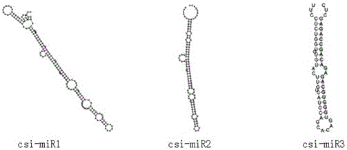 Three microRNAs derived from tea tree and their applications