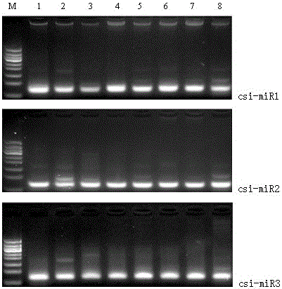 Three microRNAs derived from tea tree and their applications