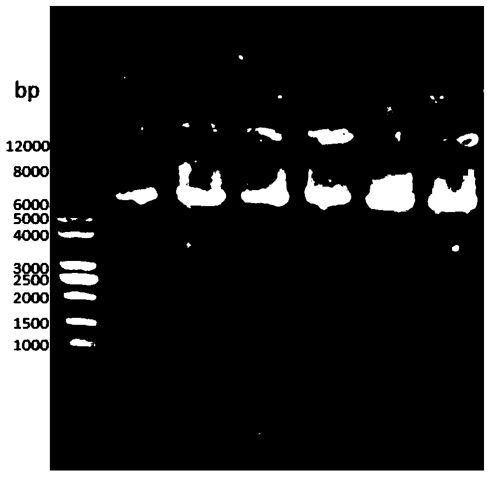 Glufosinate-ammonium dehydrogenase mutant, and application thereof in producing L-glufosinate-ammonium