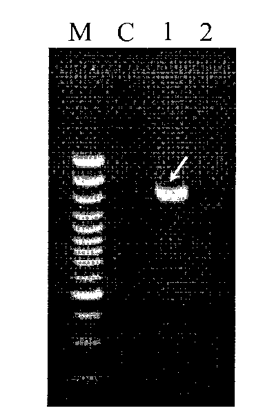 Molecular specificity mark primer for authenticating mushroom strains 241 and 241-4 and detecting method