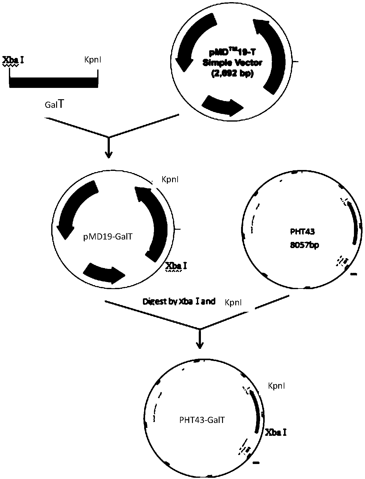 Method for efficient expression preparation of UDP-glucose-hexose-1-phosphate uridyltransferase