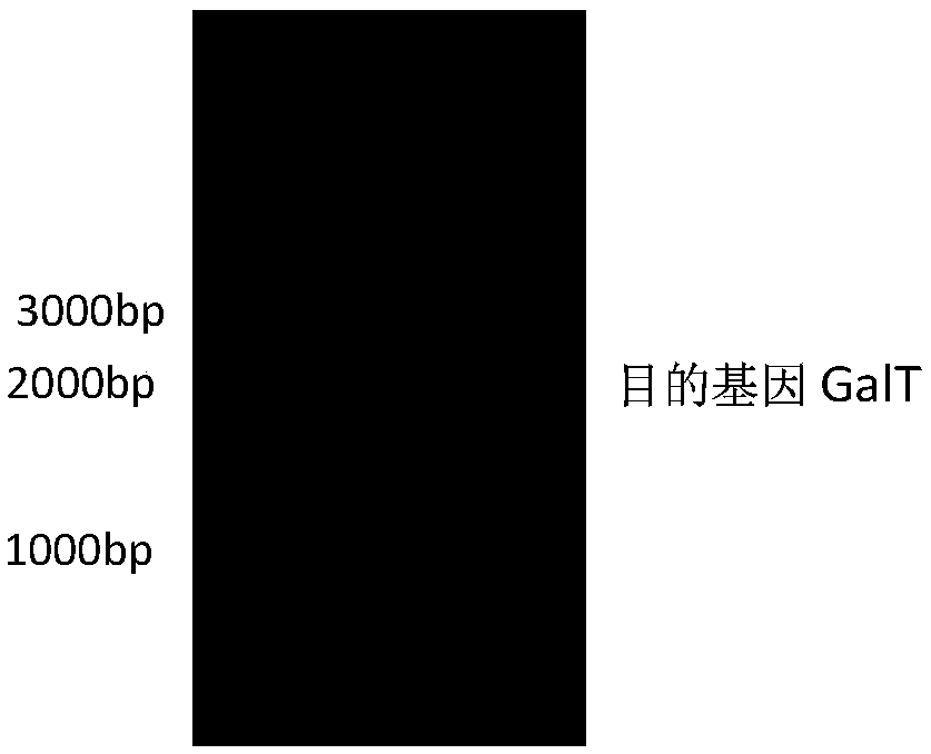 Method for efficient expression preparation of UDP-glucose-hexose-1-phosphate uridyltransferase