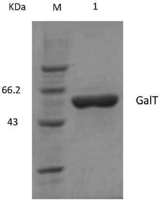 Method for efficient expression preparation of UDP-glucose-hexose-1-phosphate uridyltransferase