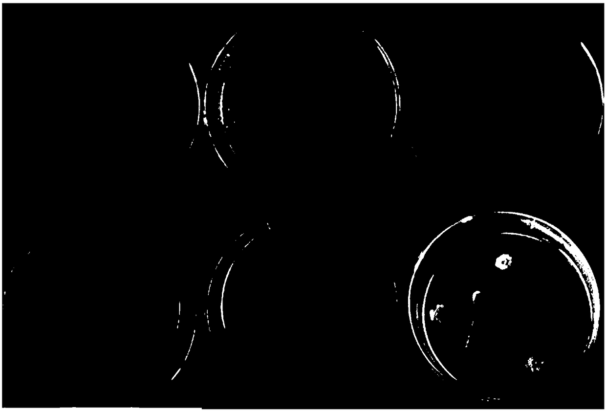 Preparation containing bacillus subtilis YL13 for antagonizing diseases and/or promoting growth of plants and application of the preparation