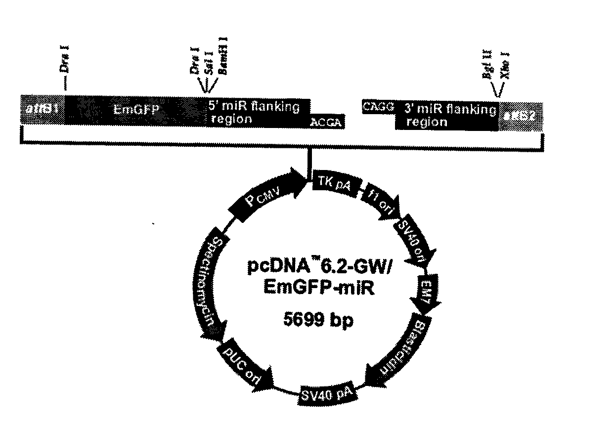 Vector for lowering expression of cell-specific ndrg2 gene