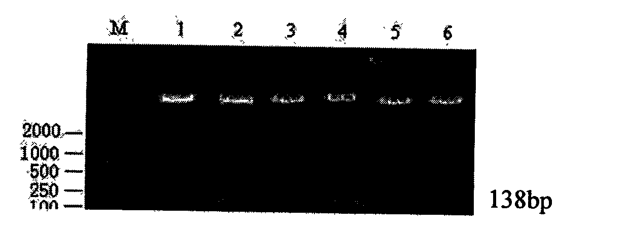 Vector for lowering expression of cell-specific ndrg2 gene