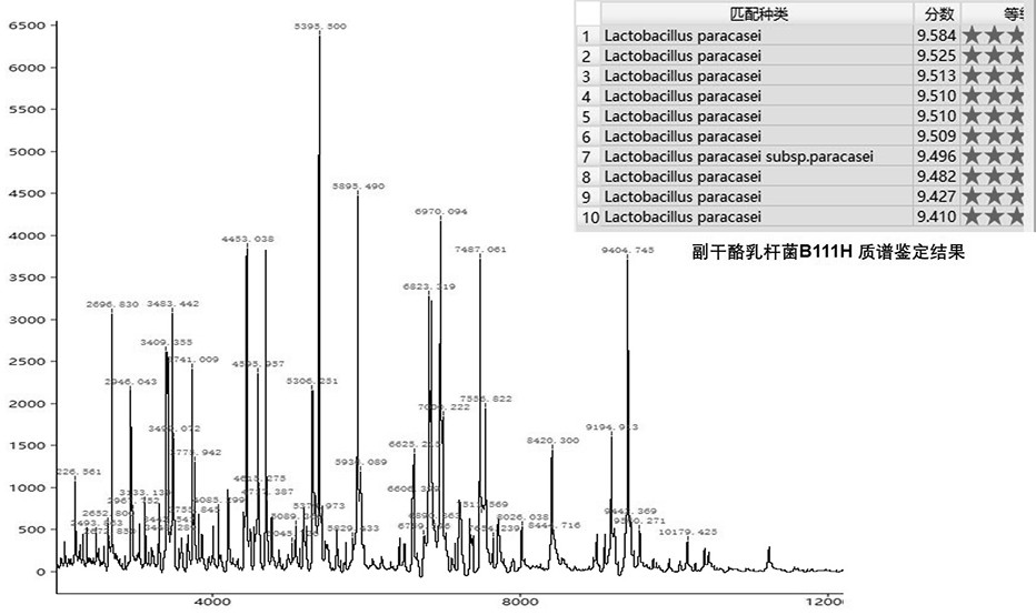 Lactobacillus paracasei B111H and application thereof to metabolic syndrome