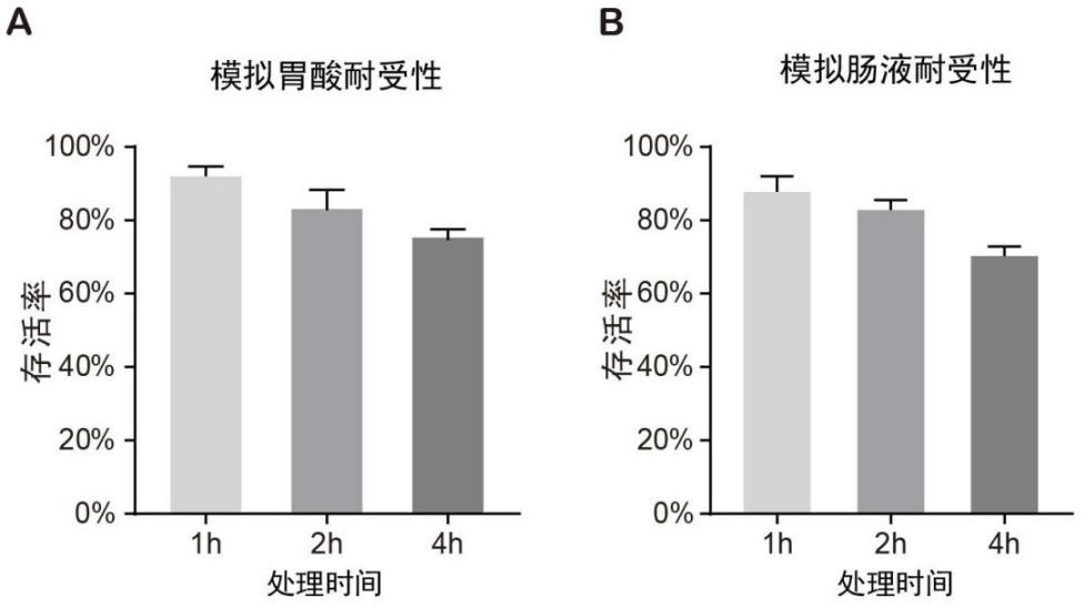 Lactobacillus paracasei B111H and application thereof to metabolic syndrome