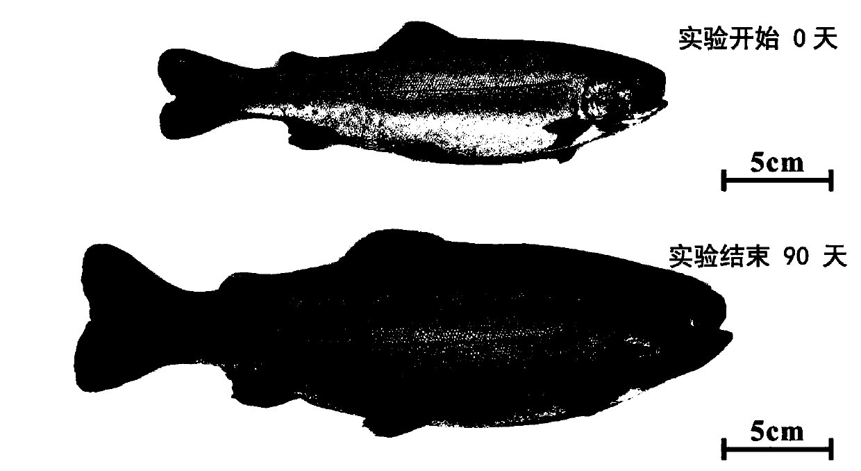 Application of chlorella sorokiniana in functional feed for improving health condition of fishes