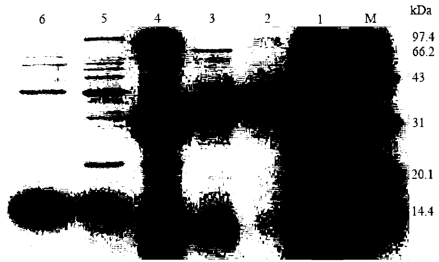 Gelatin composition, and preparation method and application thereof