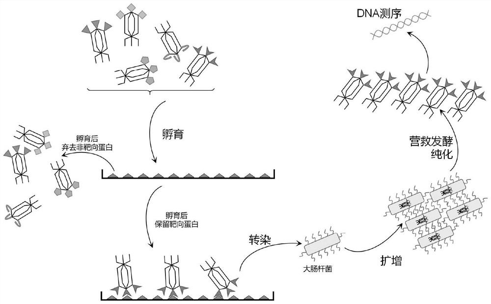 Screening method and application of bacillus subtilis proprotease 9 targeted binding protein