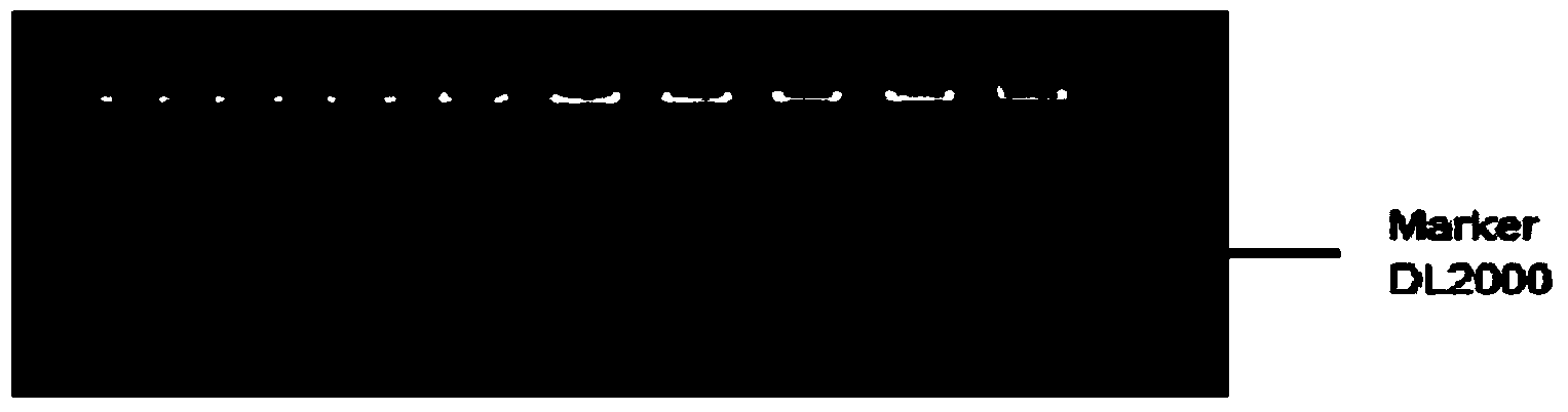 Method for detecting chicken tenderness character by using single nucleotide polymorphism (SNP) and primers