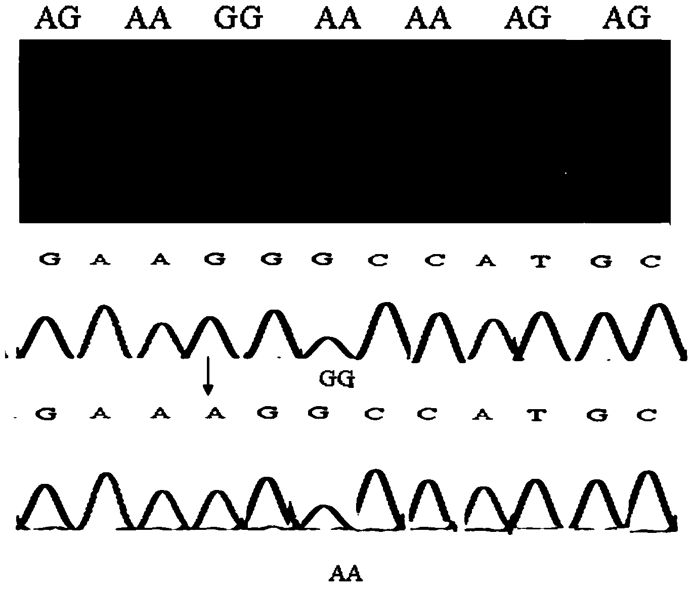 Method for detecting chicken tenderness character by using single nucleotide polymorphism (SNP) and primers