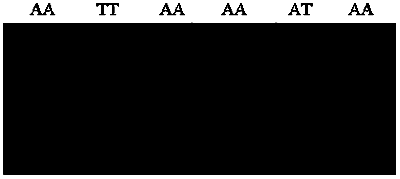 Method for detecting chicken tenderness character by using single nucleotide polymorphism (SNP) and primers