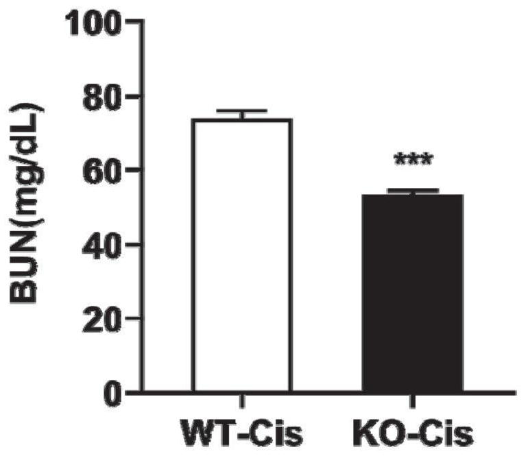 Application of mPGES-2 as drug target for preventing and/or treating kidney diseases