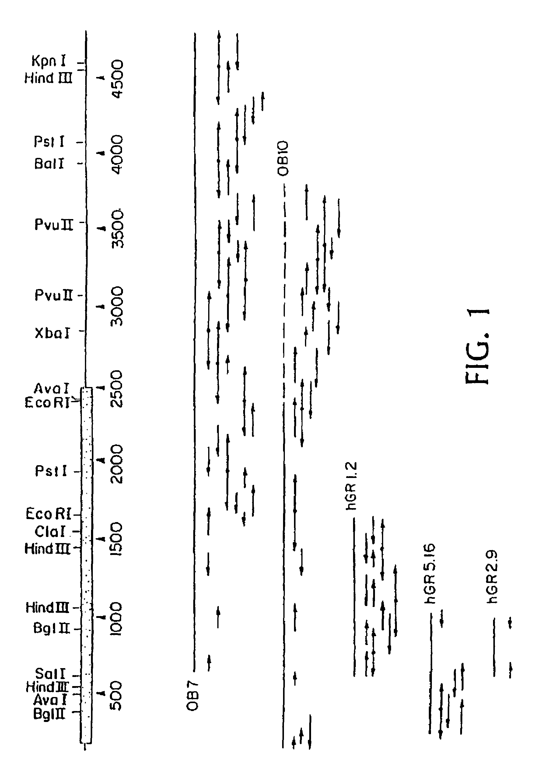 Hormone receptor compositions and methods