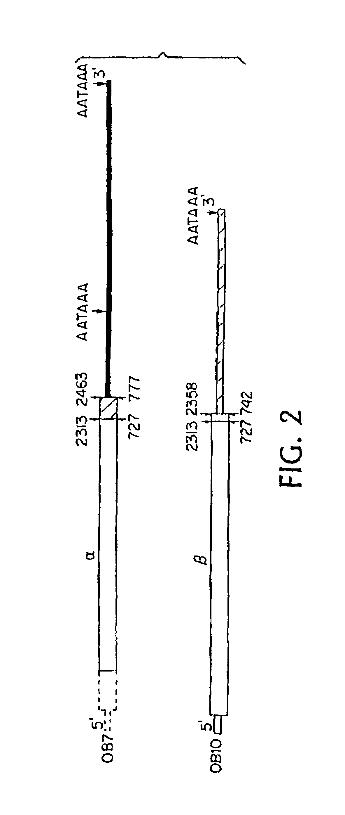 Hormone receptor compositions and methods