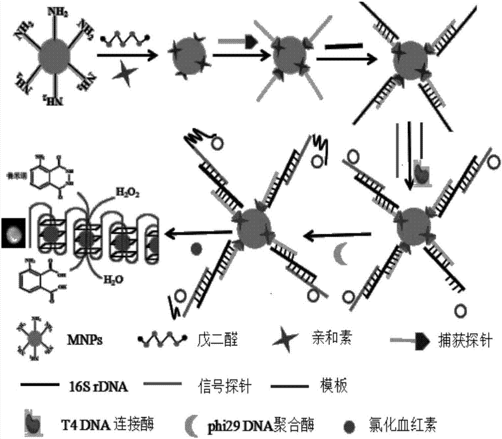 Method for detecting staphylococcus aureus by synthesizing DNA (deoxyribonucleic acid) enzyme through magnetic separation RCA (rolling circle amplification)