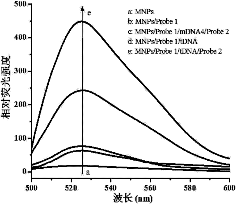 Method for detecting staphylococcus aureus by synthesizing DNA (deoxyribonucleic acid) enzyme through magnetic separation RCA (rolling circle amplification)