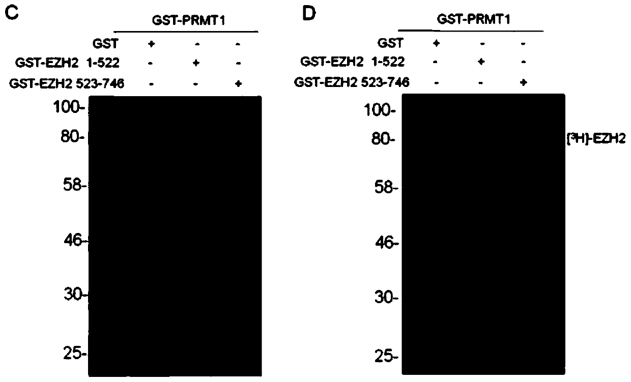 Antibody for detecting R342 site asymmetric dimethylation modification of EZH2