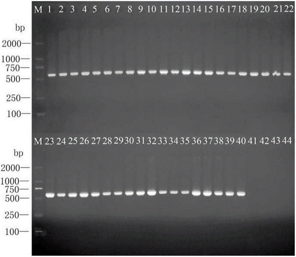 Quarantine fruit fly multi-target rapid identification method