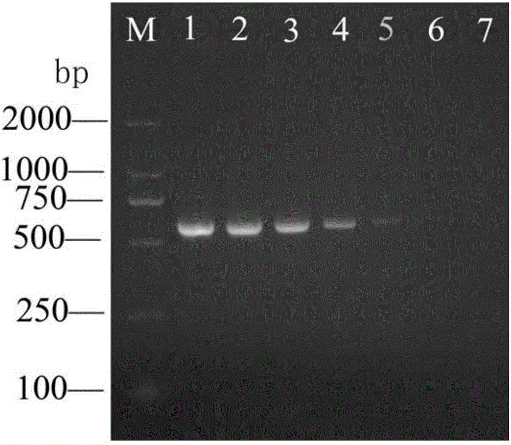 Quarantine fruit fly multi-target rapid identification method