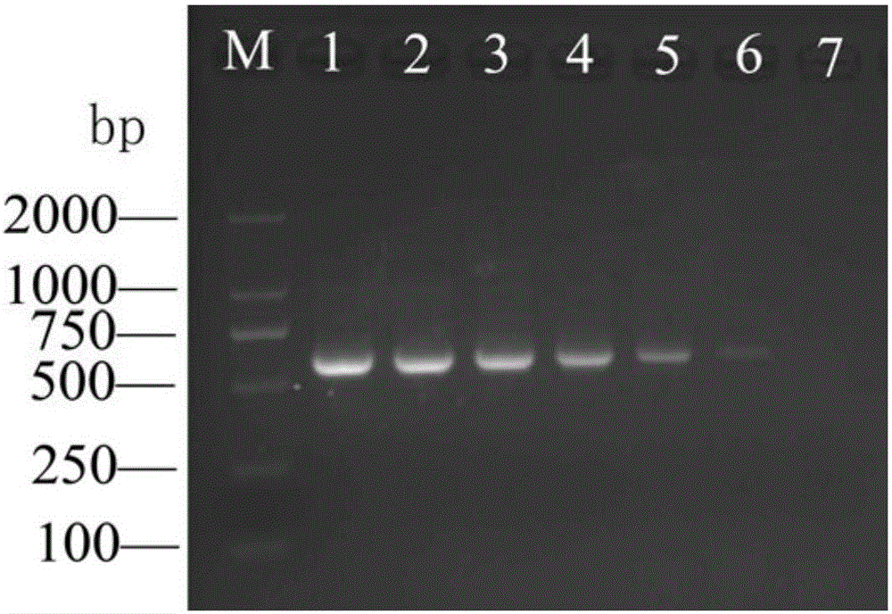 Quarantine fruit fly multi-target rapid identification method