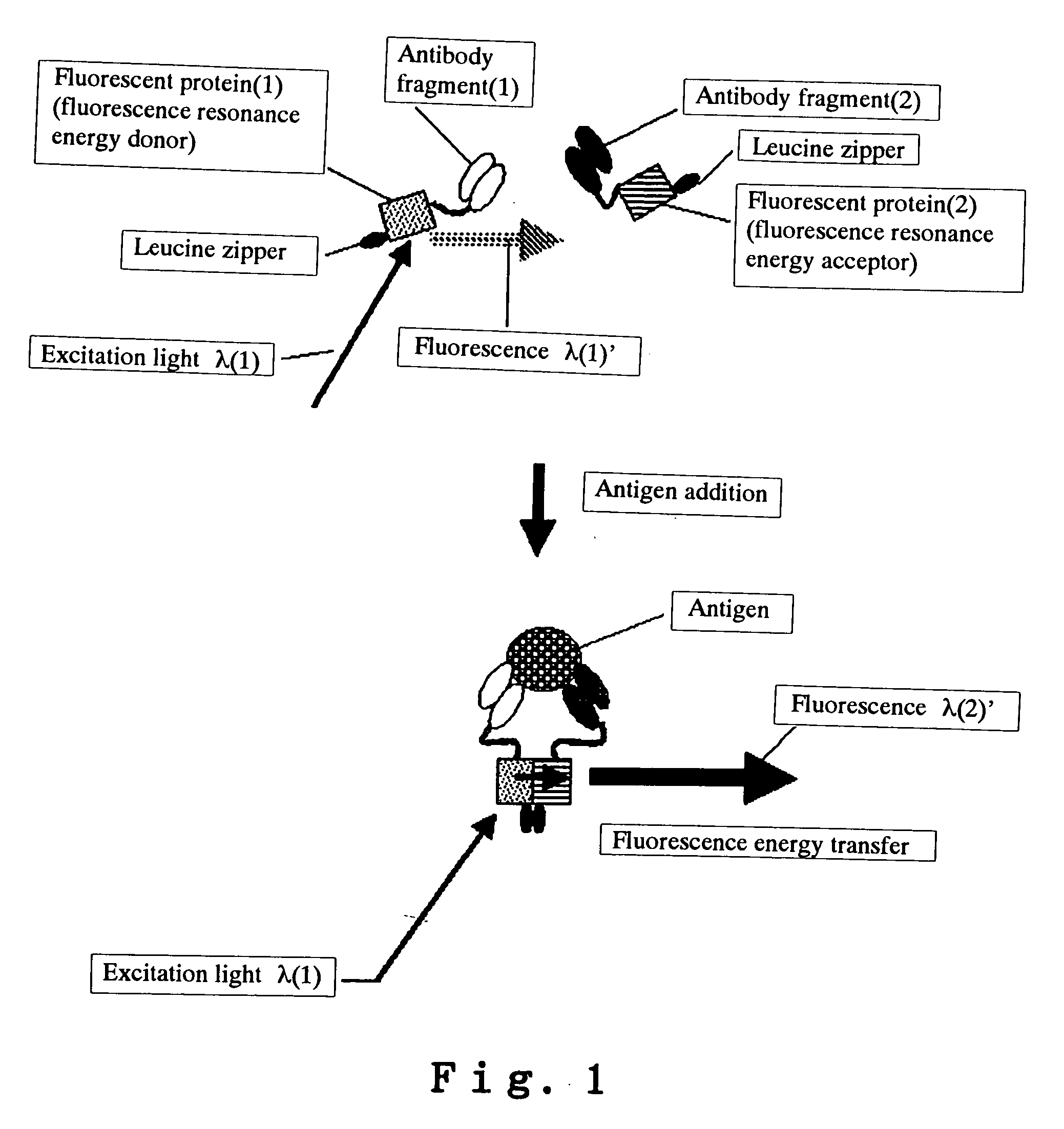 Analysis method using reporter (label) intermolecular interaction