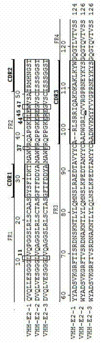 Bactrian camel source C-strain E2 VHH and application