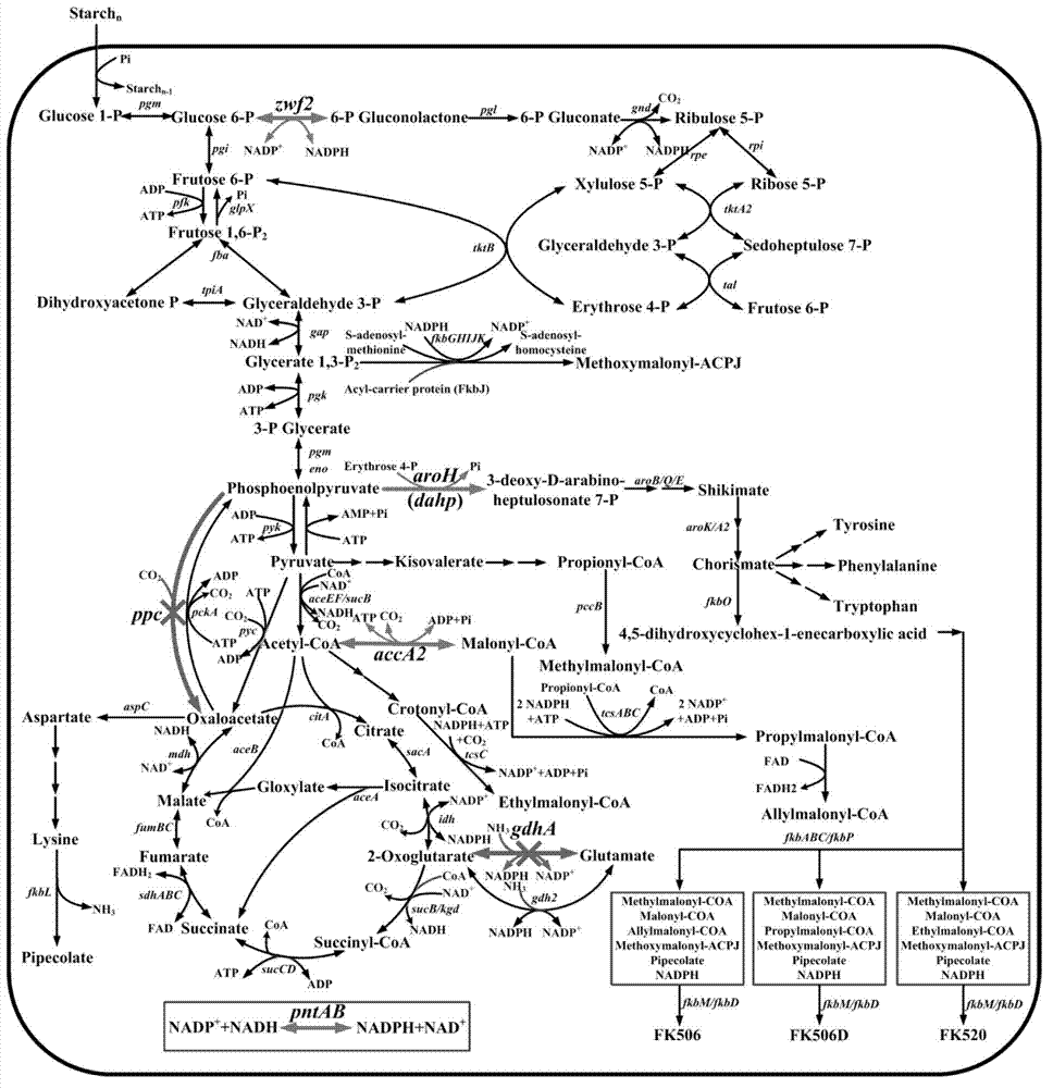 Primary pathway transformation method under guidance of FK506 strain genome-scale metabolic network model