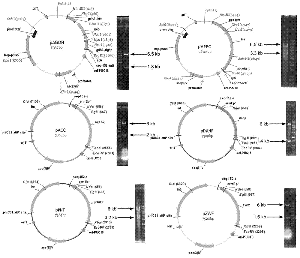 Primary pathway transformation method under guidance of FK506 strain genome-scale metabolic network model