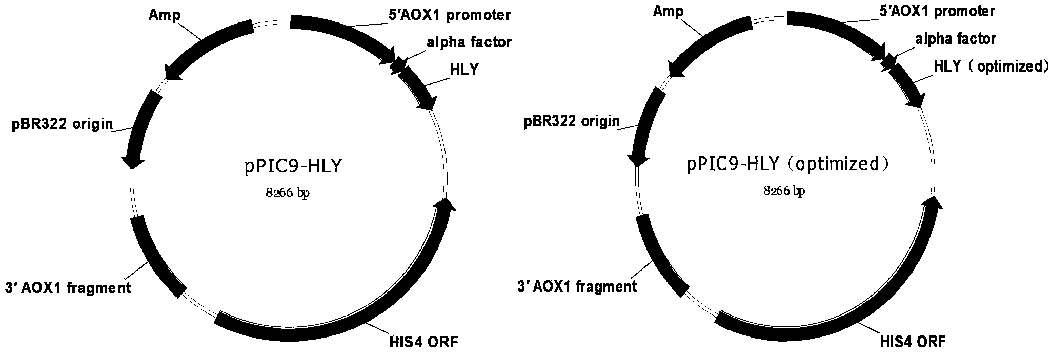 Recombinant expression method of human lysozyme