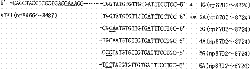 ARMS-PCR method for mtDNA allelic gene typing and point mutation detecting