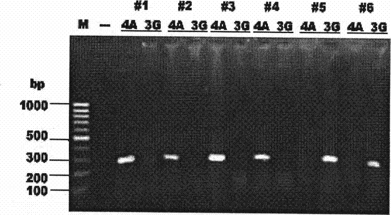 ARMS-PCR method for mtDNA allelic gene typing and point mutation detecting