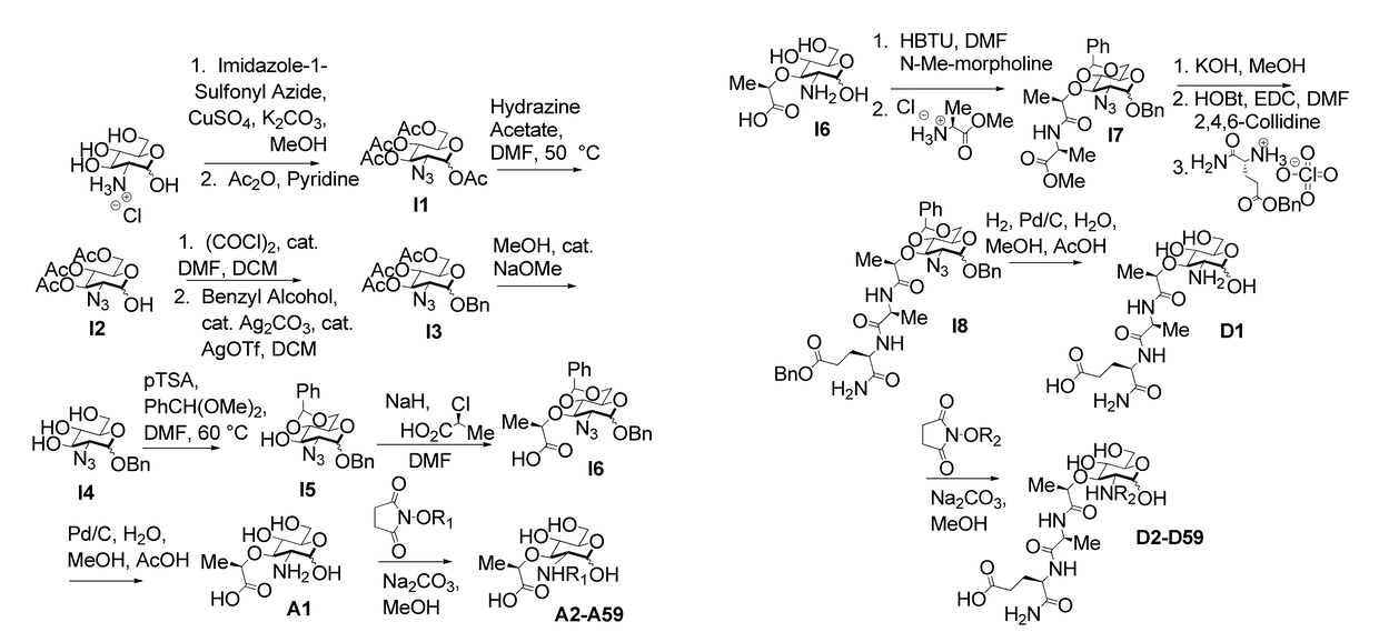 Synthetic n-acetyl-muramic acid derivatives and uses thereof