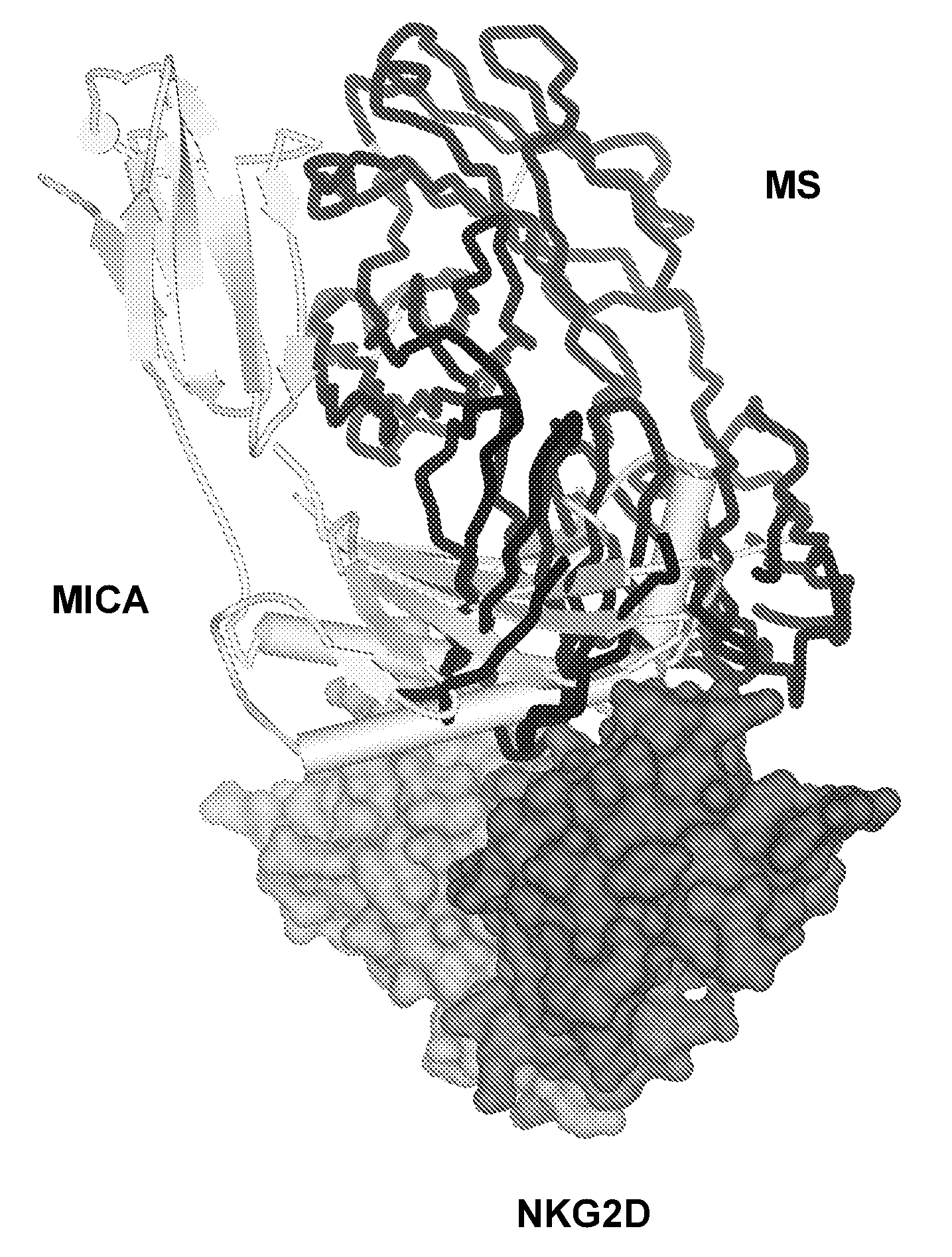 Antibodies Against Human NKG2D and Uses Thereof