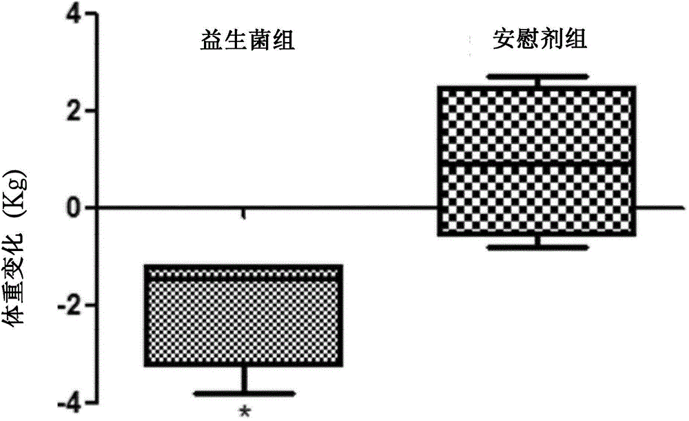 Anti-obesity strain of lactic acid bacteria and uses in food and pharmaceutical compositions