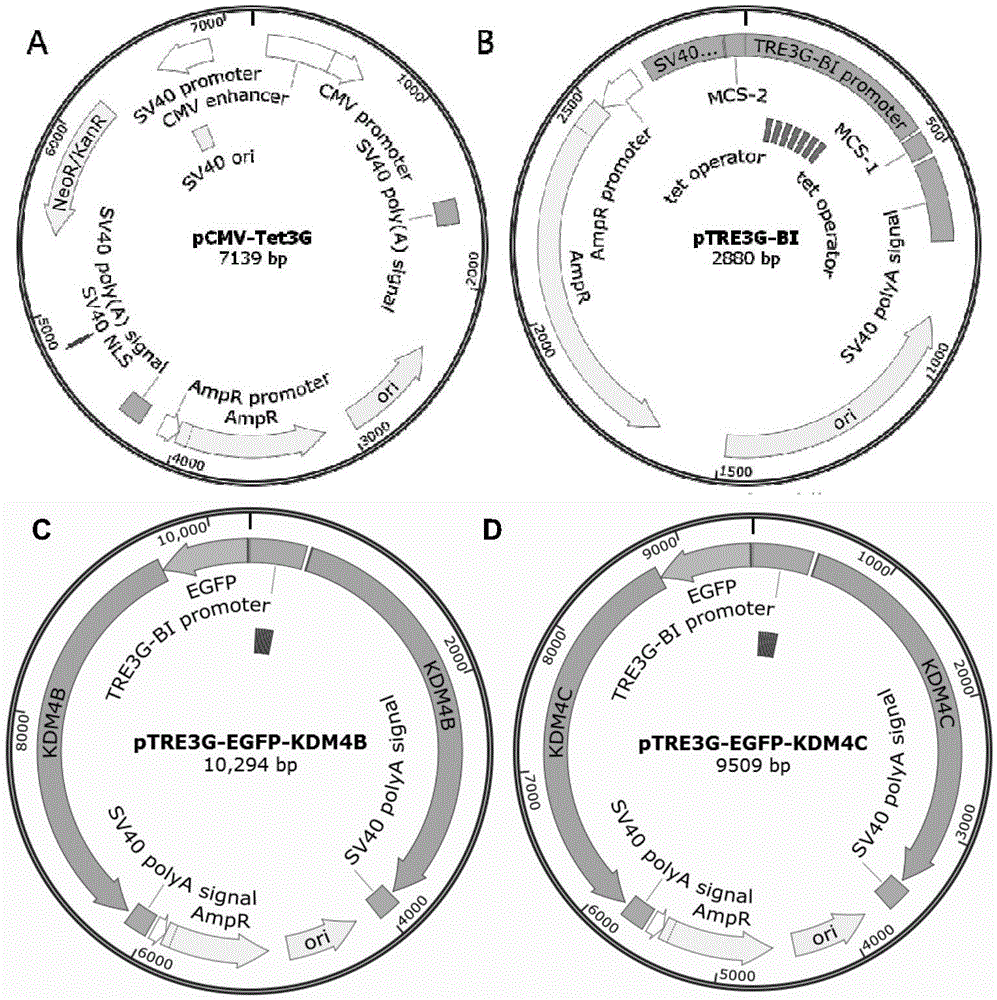 Vector, cell and method for improving bovine cloning efficiency on the basis of histone methylation modifying level