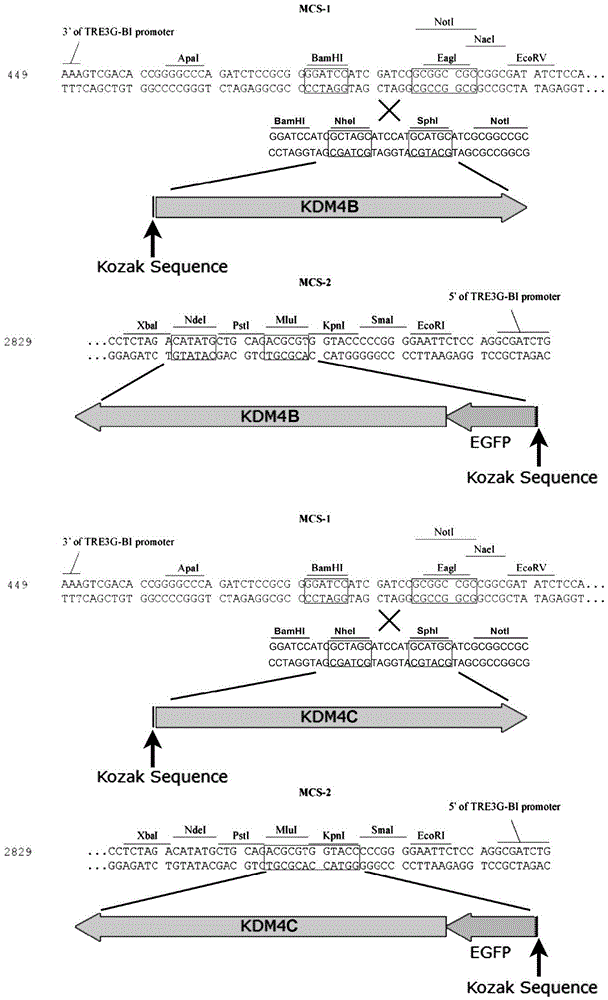 Vector, cell and method for improving bovine cloning efficiency on the basis of histone methylation modifying level