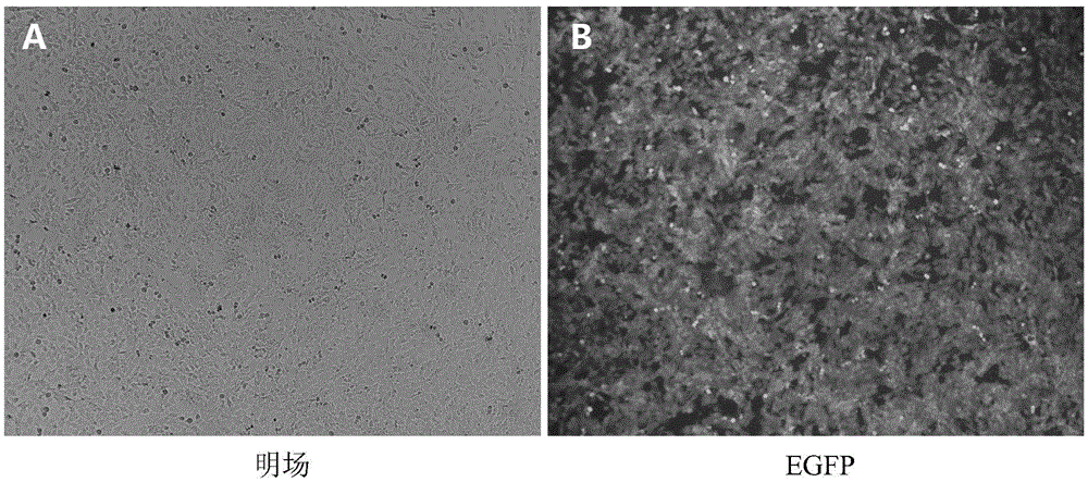 Vector, cell and method for improving bovine cloning efficiency on the basis of histone methylation modifying level