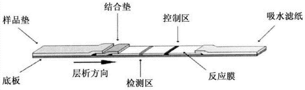 Fluorescent immunochromatographic test paper for detecting human apoe-ε4 protein and preparation method thereof